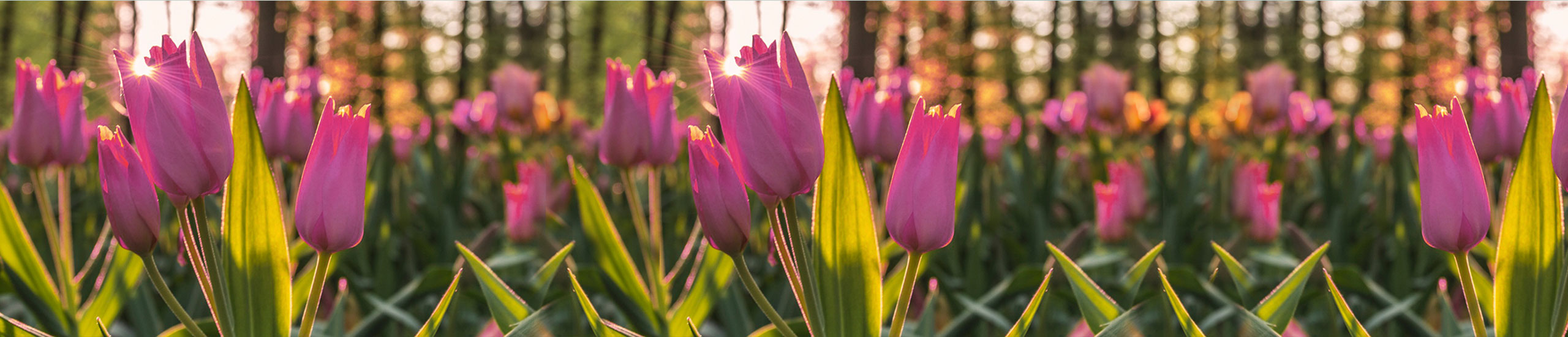 Schenk's durch die Blume