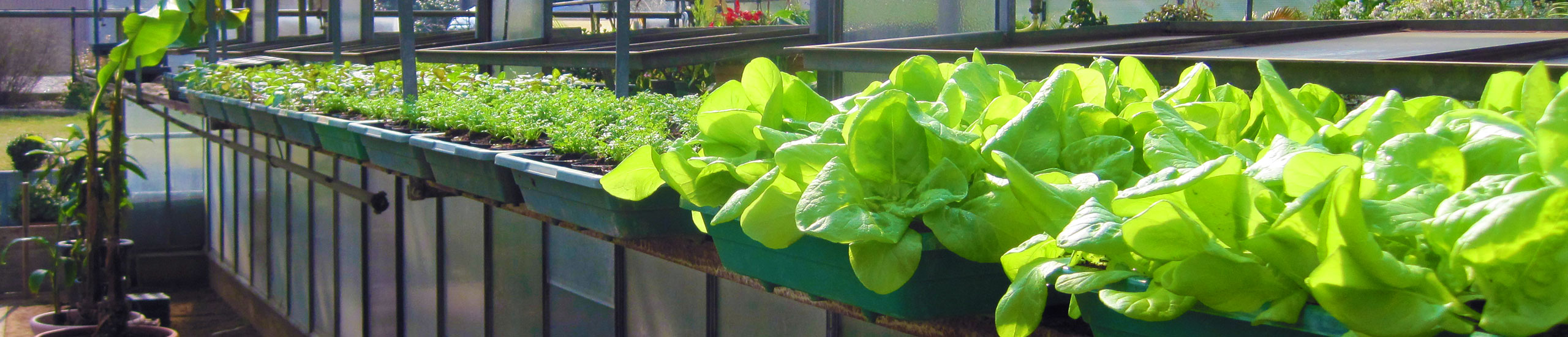 Gemüse und Salatpflanzen aus eigenem Anbau